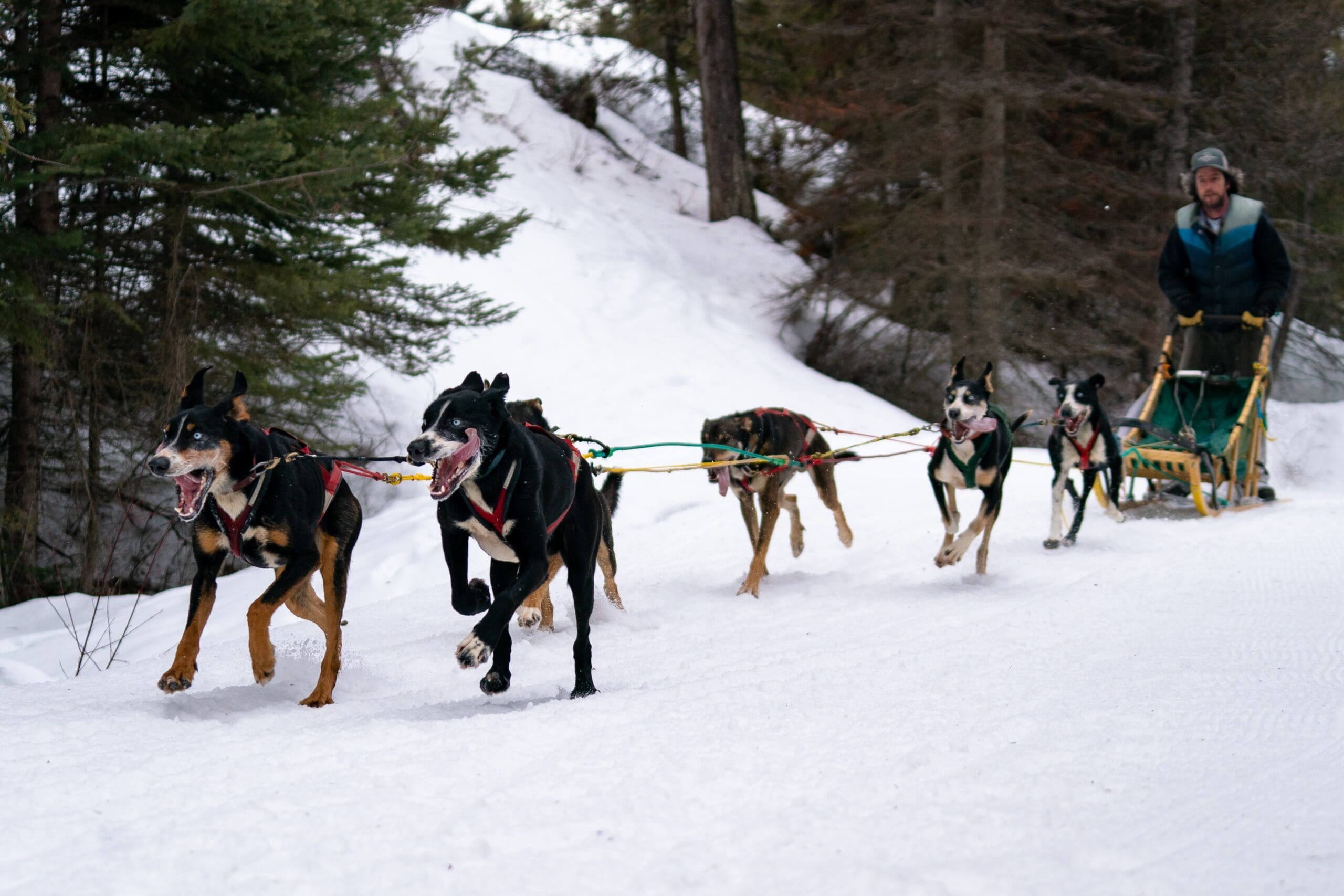 Photo of dogs pulling a sleigh